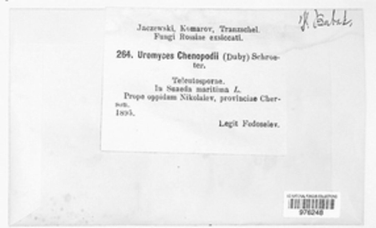 Uromyces chenopodii image